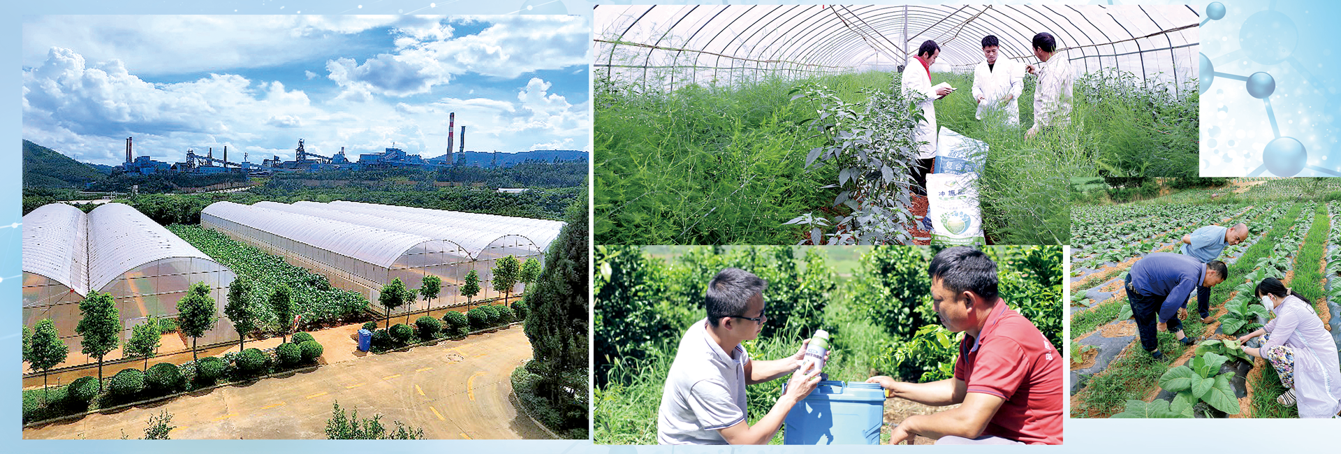 云叶股份生产基地