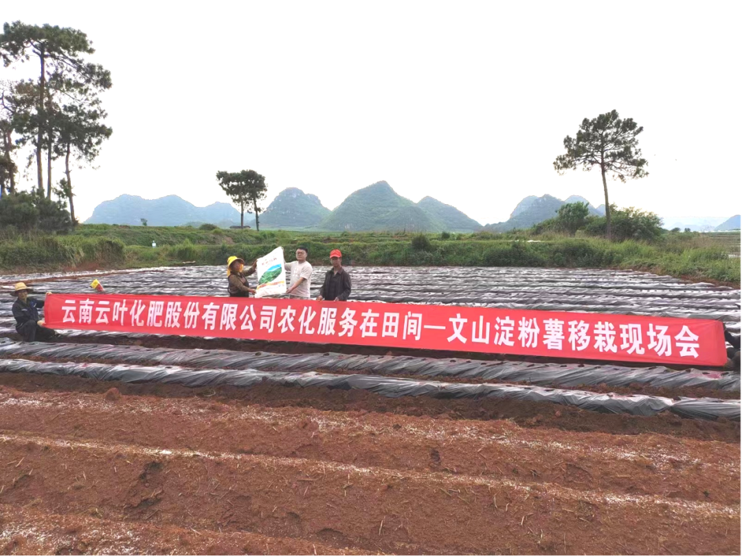 云南云叶化肥股份有限公司农化服务在田间—文山淀粉薯移栽现场会