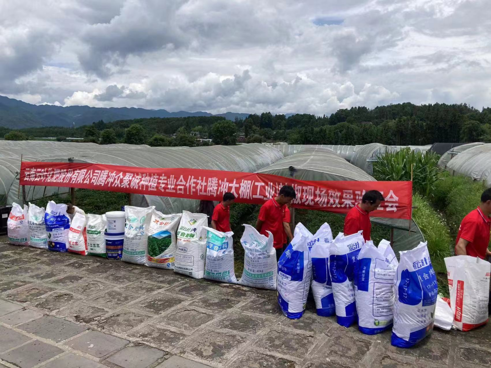 云南云叶化肥股份有限公司农化服务在田间—腾冲辣椒种植现场效果验证会